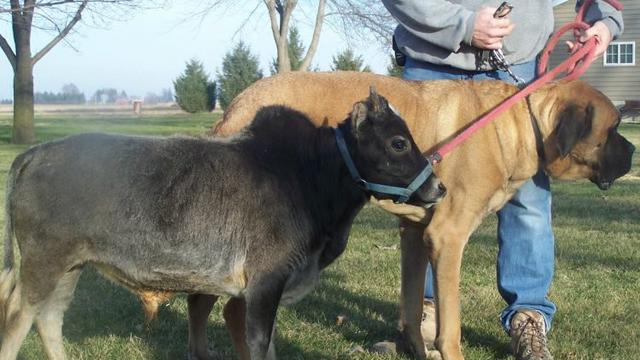 Paling Keren 21+ Gambar Lucu Hewan Sapi - Richa Gambar