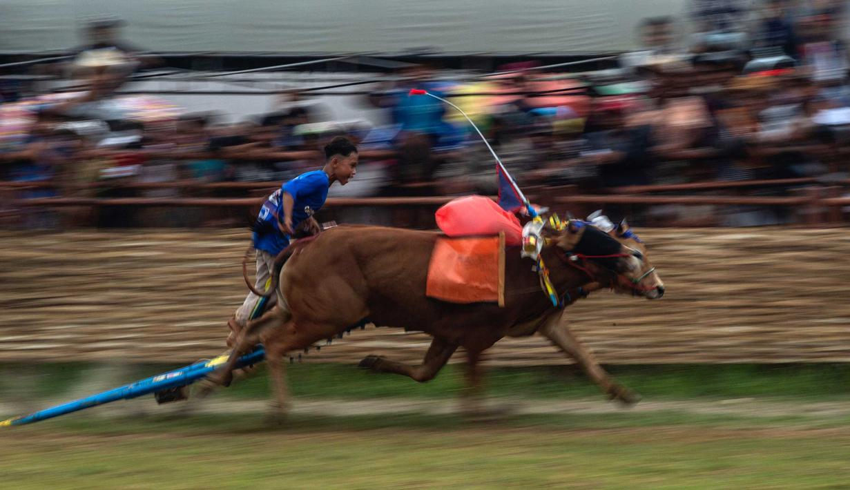 Seorang pemuda mengendarai kereta yang ditarik oleh dua ekor sapi jantan selama kompetisi balap banteng Karapan Sapi di Bangkalan, pulau Madura, Jawa Timur, Minggu (16/10/2022). Lomba karapan sapi yang memperebutkan Piala Presiden itu diikuti 24 pasang sapi dari sejumlah daerah di Madura. (Juni Kriswanto/AFP)
