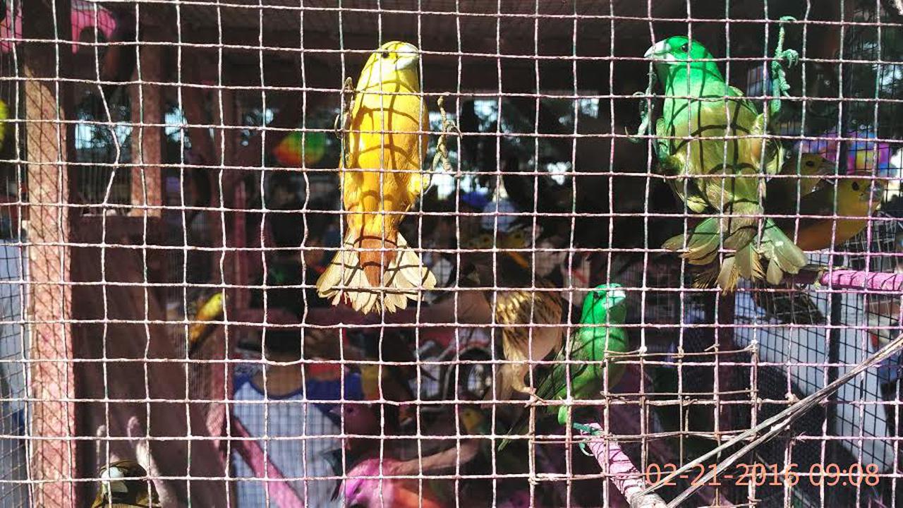 20160222-Burung Pipit