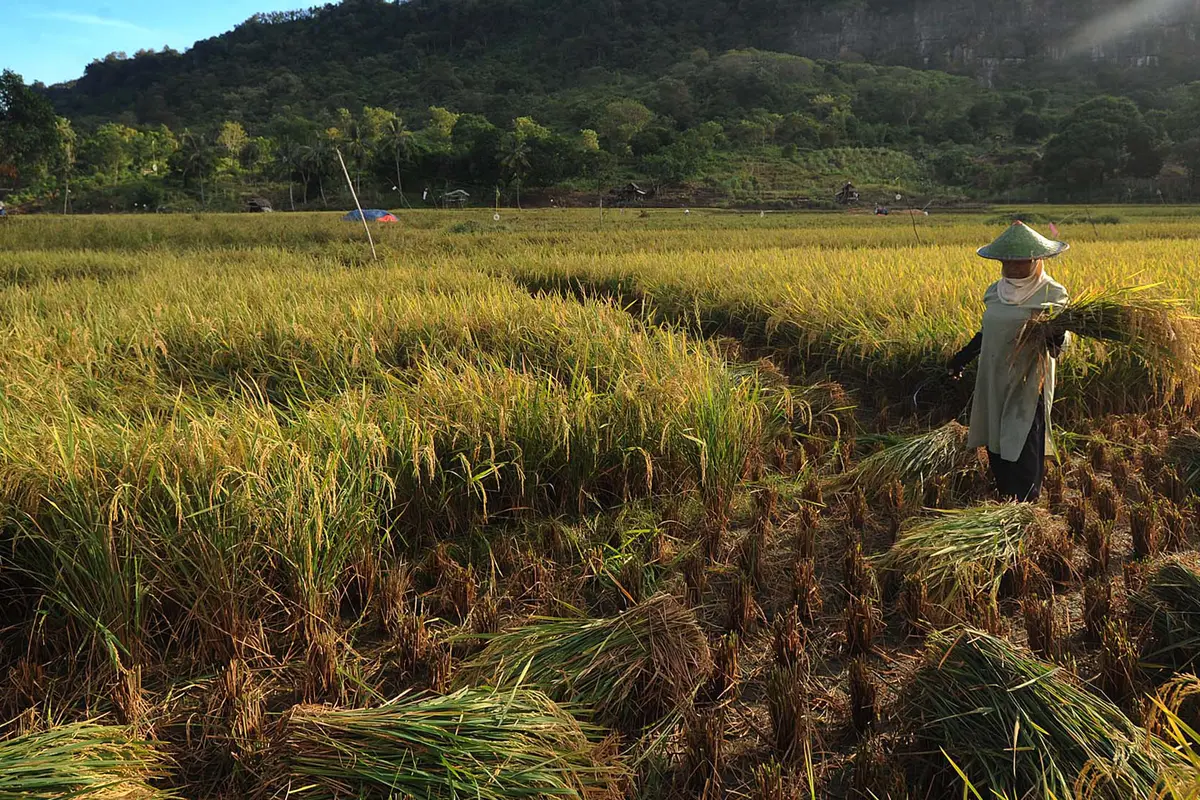 Harga Gabah Kering Turun