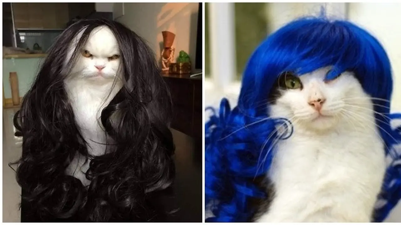 Potret Kucing saat Memakai Wig ini sukses Bikin Gemes