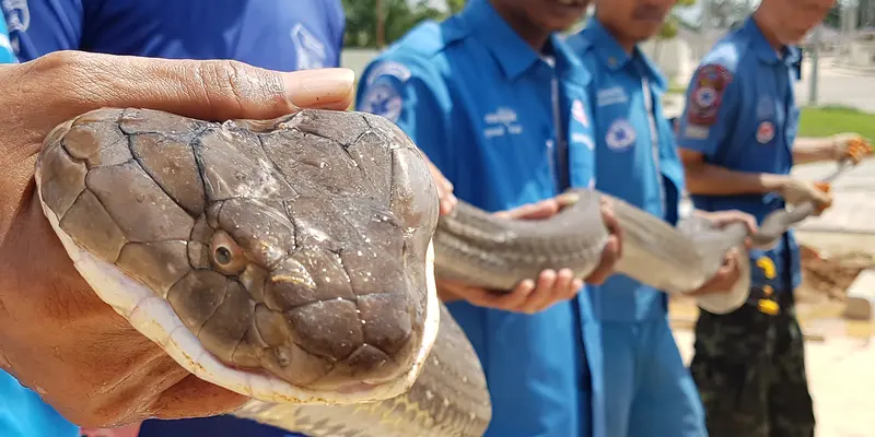 Penemuan Ular King Cobra di Thailand