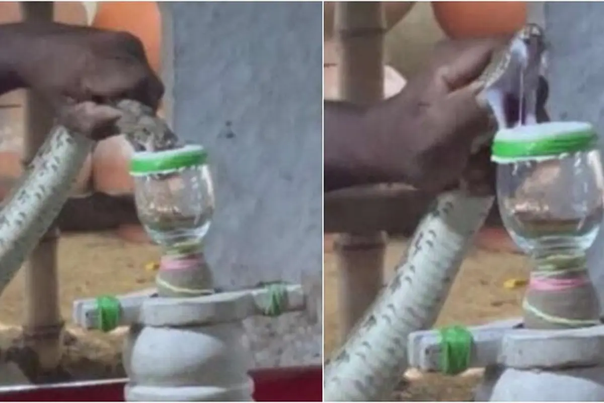 Suku di India Bikin Ekstrak Racun Ular untuk Pengobatan, Cara Buatnya Ini Viral