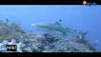 Perairan Batu Atas menjadi kawasan yang paling disukai beragam spesies hiu sebagai predator puncak.