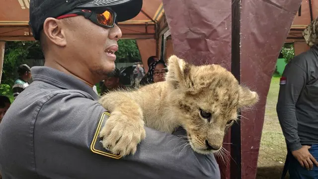 Anak singa Afrika yang disita Polda Riau dari sindikat perdagangan satwa dilindungi.