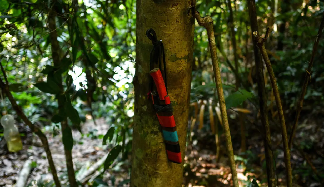 Pisau milik pemburu madu tergantung di pohon di hutan Ulu Muda di Sik, Kedah, Malaysia, (11/3). Pada malam hari di hutan Malaysia, dua pemburu madu berada di dahan pohon menggunakan obor untuk menarik ribuan lebah. (AFP Photo/Manan Vatsyayana)