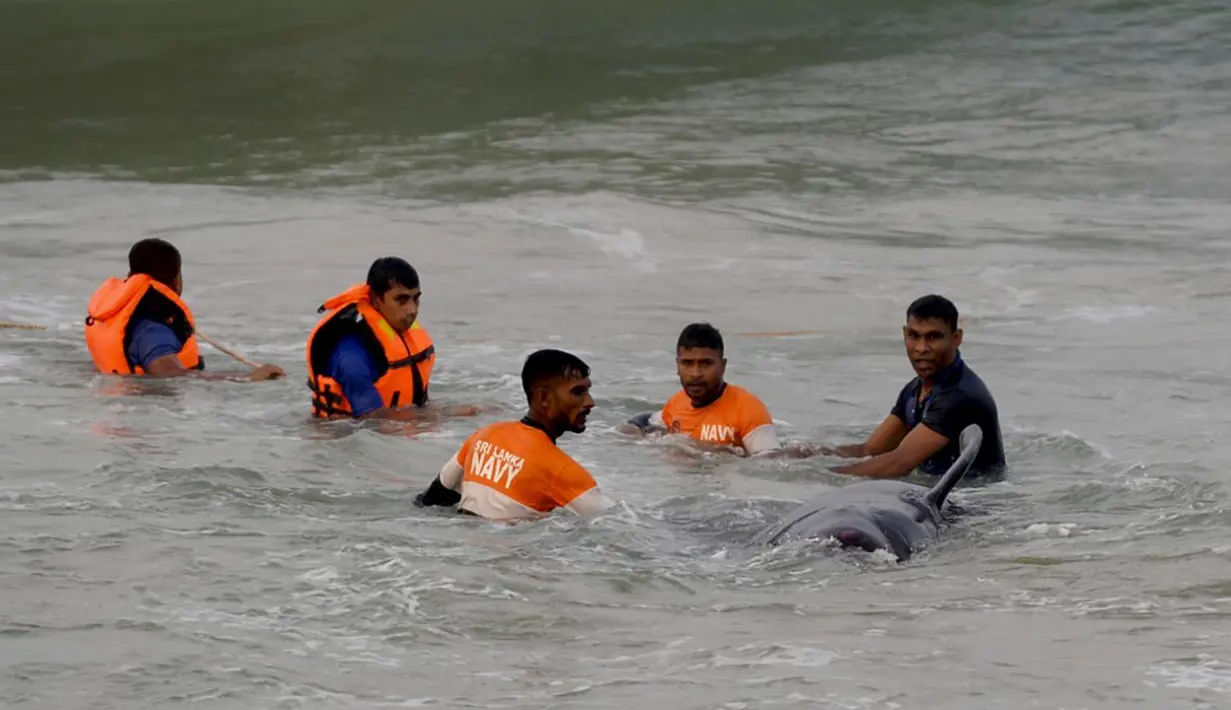 Tentara Angkatan Laut Sri Lanka mencoba mendorong kembali paus pilot yang terdampar ke perairan dalam di Panadura, 3 November 2020. Tim penyelamat dan sukarelawan sejak 2 November berlomba menyelamatkan sekitar 100 paus pilot yang terdampar di pantai barat Sri Lanka. (Lakruwan WANNIARACHCHI/AFP)