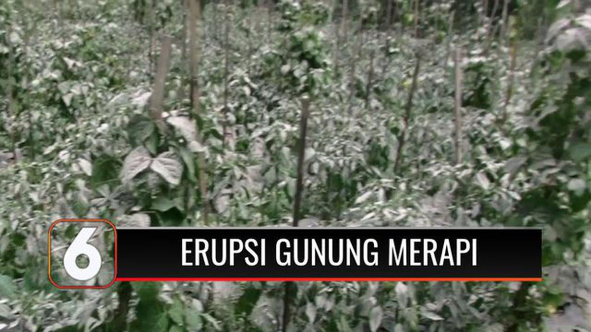 VIDEO: Merapi Muntahkan Material Vulkanik, Ratusan Hektar Kebun ...