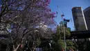 Orang-orang bersantai di bawah pohon jacaranda di Sydney, Australia (22/10/2020). Jacaranda adalah genus dari 49 spesies tanaman berbunga dalam keluarga Bignoniaceae, asli daerah tropis dan subtropis dari Amerika Tengah, Amerika Selatan, Kuba, Hispaniola dan Bahama.  (Xinhua/Bai Xuefei)