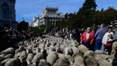 Warga menyaksikan kawanan domba dengan diawasi penggembala tumpah ruah di jalanan kota Madrid, Spanyol, Minggu (22/10). Para peternak dan ribuan domba itu berdatangan dari berbagai penjuru dan bersama-sama melintasi Madrid. (PIERRE-PHILIPPE MARCOU/AFP)