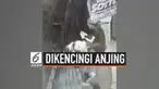 Ada-ada saja tingkah dua ekor anjing ini. Melihat seorang remaja sibuk bermain dengan ponselnya, anjing ini mengencingi remaja tersebut. Tingkah iseng dua ekor anjing ini terjadi di Novaliches, Filipina.