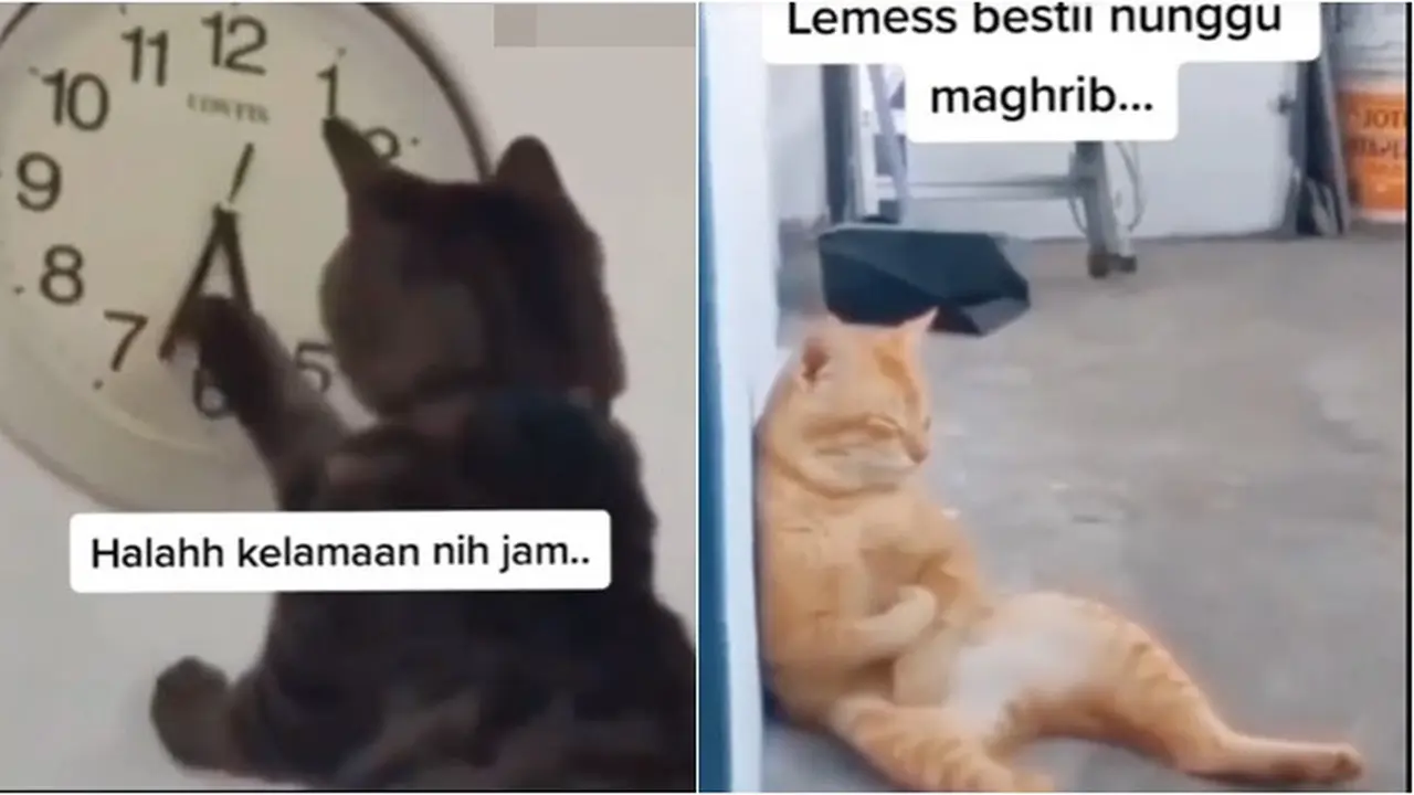 6 Potret Lucu Kucing Menunggu Buka Puasa, Ikut Bersabar