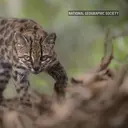Pertama dalam 100 Tahun, Spesies Kucing Baru Akhirnya Ditemukan