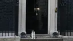 Larry, kucing yang menjabat sebagai "Kepala Pemburu Tikus"  duduk di luar kantor PM Inggris, Downing Street 10 di London, Rabu (13/7). Meski David Cameron mundur sebagai PM Inggris, Larry tetap tinggal bersama PM baru, Theresa May. (JUSTIN Tallis/AFP)