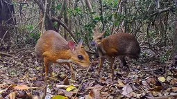 Chevrotain berpunggung perak terekam di salah satu hutan di Vietnam, 6 Juni 2018. Peneliti berhasil mengambil rekaman foto 'tikus-rusa' untuk pertama kalinya sejak diperkirakan punah (Global Wildlife Conservation/Southern Institute of Ecology/Leibniz Institute for Zoo and Wildlife Research/NCNP/AFP)