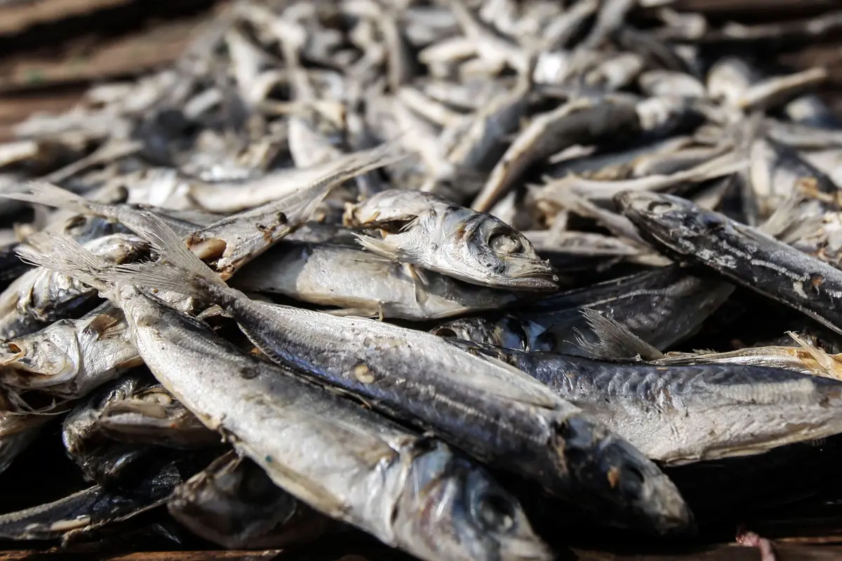 Ikan Asin