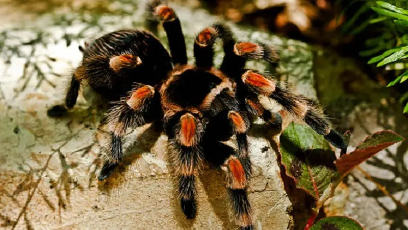 Ilustrasi Tarantula (iStock)