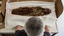 Ahli antropologi Chile, Veronica Silva memperlihatkan salah satu mumi tertua dari budaya kuno Chinchorro di National Museum of Natural History di Santiago, Chile (16/12). (AFP PHOTO/Martin Bernetti)