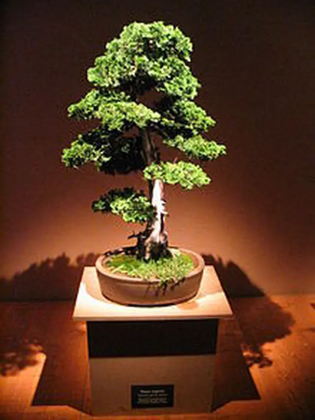 Cara Membuat Bonsai Serut
