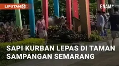 Seekor sapi kurban lepas dan berlarian saat akan ditangkap. Peristiwa kocak ini berada di Taman Sampangan, Semarang. Senin (17/6/2024)