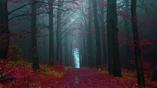 Hutan Hitam Ini Jadi Inspirasi Cerita Rakyat Di Jerman