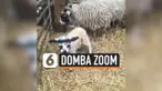 vertical zoom