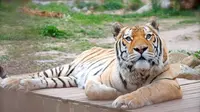 Tua dan Sakit, Macan Bengali Kebun Binatang Canberra 'Ditidurkan' (Facebook Kebun Binatang Canberra)