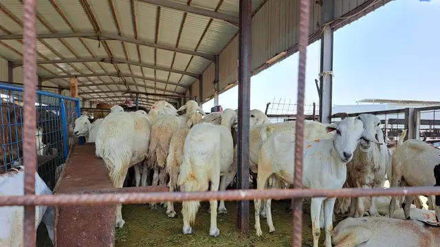 Pasar Anam di Makkah, salah satu tempat membeli kambing untuk membayar dam. (Liputan6.com/Mevi Linawati)