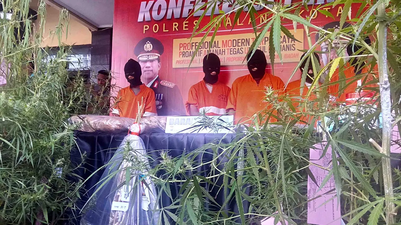 Kebun Ganja hingga Paket Ikan Asin Isi Ganja Digerebek Polisi di Malang