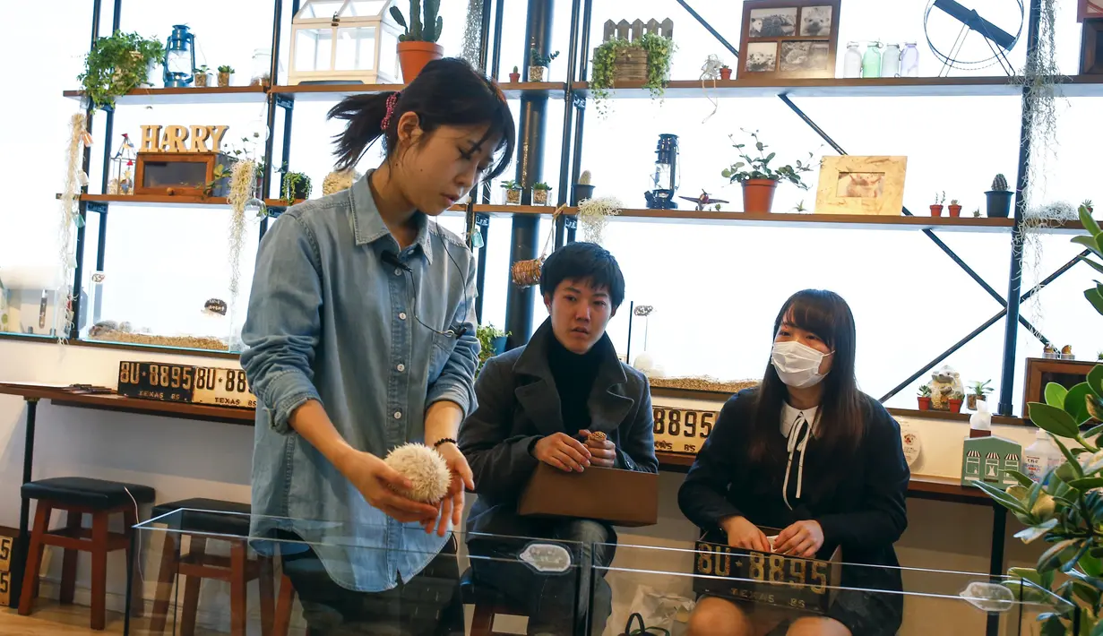 Seorang petugas mengambil landak dari kandangnya di kafe landak, Tokyo, Jepang, 5 April 2016. Terletak di distrik Roppongi, kafe tersebut menghadirkan 20 hingga 30 landak dari berbagai macam jenis. (REUTERS/Thomas Peter)