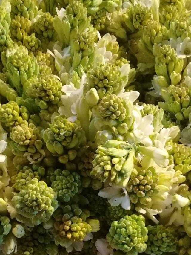 Ilustrasi bunga sedap malam