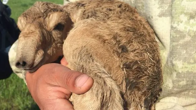 Ribuan Antelop saiga yang hidup di padang rumput terpencil di Kazakhstan mati secara massal.