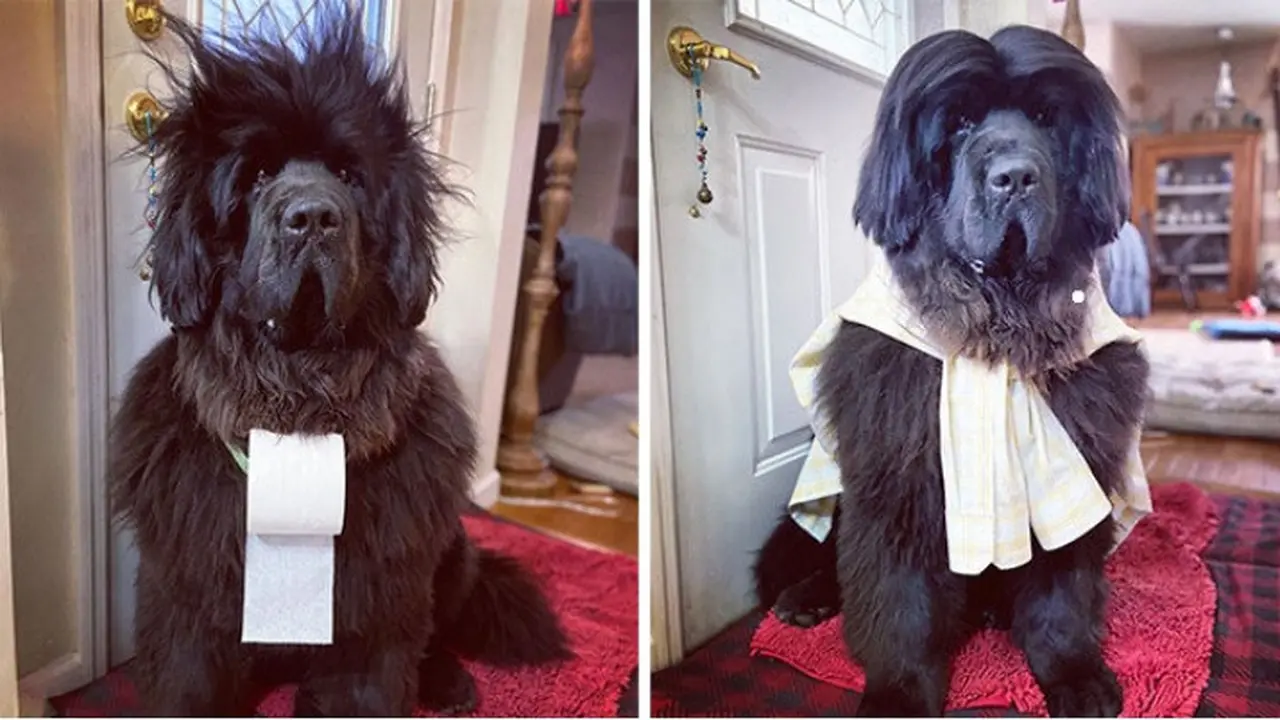 anjing didandani setiap hari