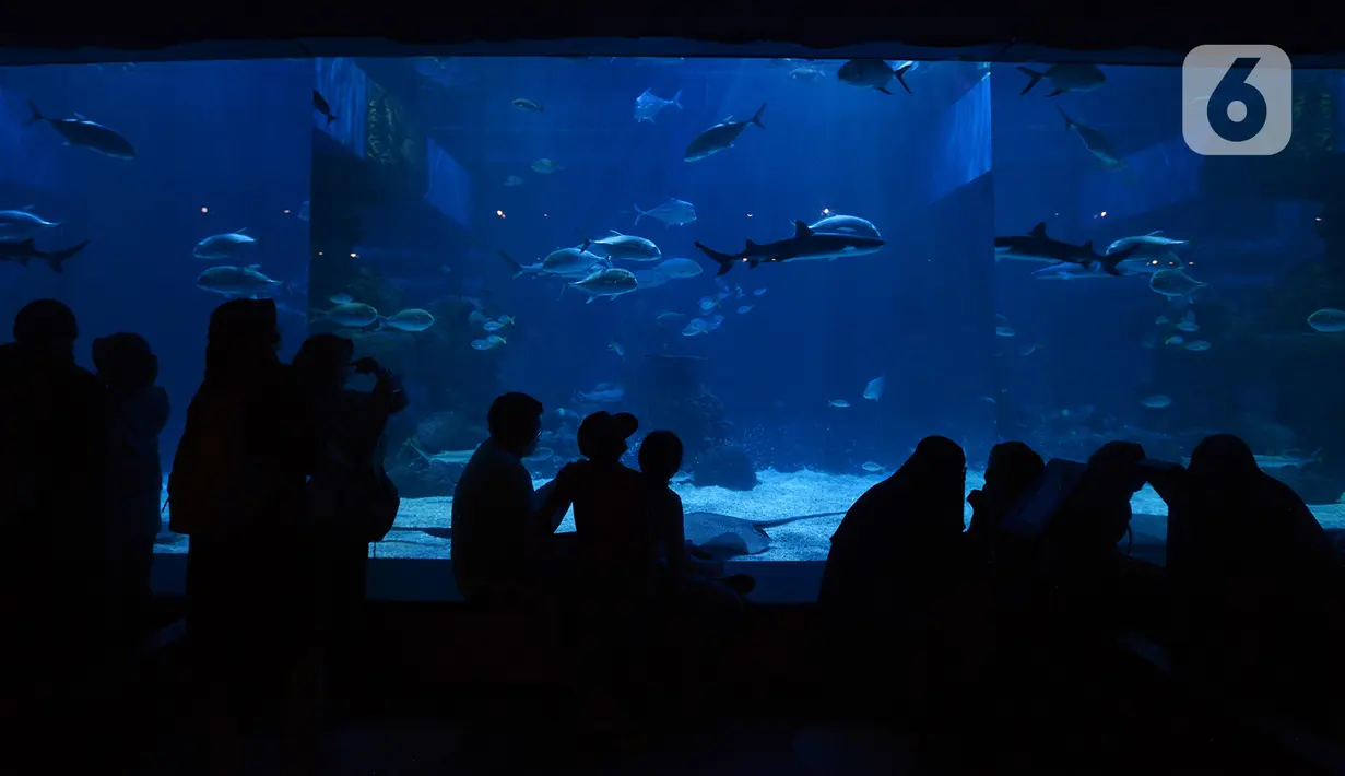Pengunjung melihat ikan-ikan dalam Jakarta Aquarium dan Safari, Sabtu (19/12/2020). Jakarta Aquarium dan Safari menghias pohon Natal dari bahan daur ulang mulai 20-27 Desember 2020 untuk memperingati perayaan Natal. (merdeka.com/Imam Buhori)