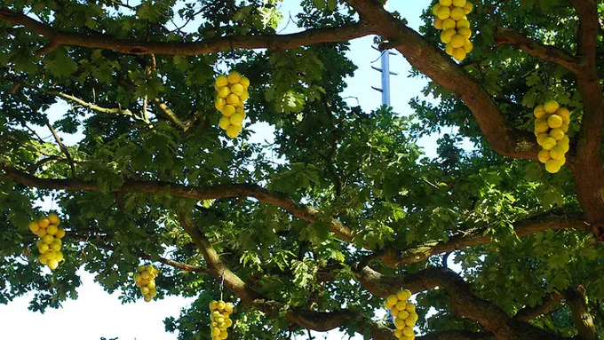 Manfaatkan Sampah Bola Tenis, Pohon-pohon Ini Berbuah Lagi