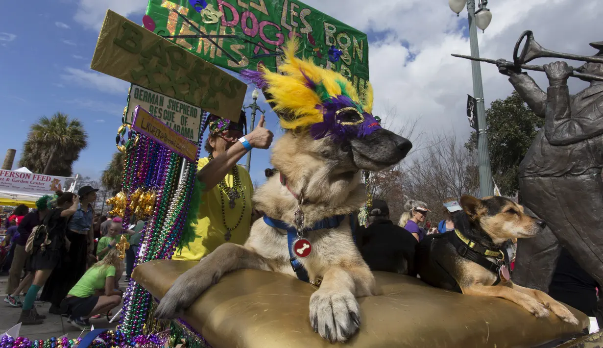 Seekor anjing didandani selama mengikuti Mystic Krewe parade anjing di New Orleans , Louisiana, (31/1). Kemeriahan juga ditambah dengan barisan orang - orang yang berasal dari komunitas tari. (REUTERS / Lee Celano)