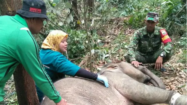 Petugas BBKSDA Selamat Setelah Diserang Gajah yang Terjerat