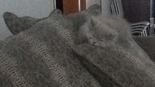 Potret 7 Kucing Bertingkah Layaknya James Bond Ini Lucu Banget