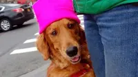 Loubie, seekor anjing golden retriever memiliki kebiasaan unik saat diajak berjalan-jalan sore, yaitu memeluk kaki orang asing, penasaran?
