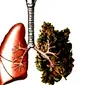 Meski belum ada bukti kuat merokok ganja dapat memicu kanker paru-paru, namun banyak efek lain yang bisa disebabkan olehnya.