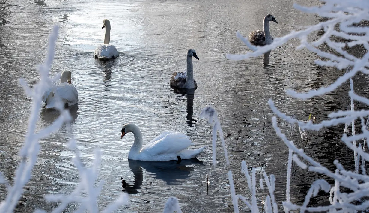 Angsa berenang di danau kecil yang tertutup salju dengan suhu minus -20 derajat Celcius (-4 derajat Fahrenheit) di dekat Kota Ignalina, sekitar 120 Km (74,5 mil) utara Ibu Kota Vilnius, Lithuania, Kamis (22/2). (AP Photo/Mindaugas Kulbis)