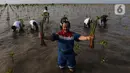 Sebelum menentukan jenis bakau yang ditanam di Pantai Tiris, PT. Kilang Pertamina Internasional Project Balongan melakukan studi dan penelitian. (Liputan6.com/Angga Yuniar)