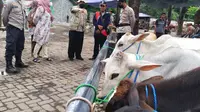 Dinas Koperasi Kabupaten Probolinggo sidak pasar hewan ternak sapi cegak penyeberan PMK. (Istimewa)