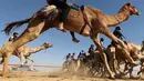 Sejumlah joki menunggangi untanya saat mengikuti lomba balap unta di festival unta Sheikh Sultan Bin Zayed al-Nahyan di arena pacuan shweihan di al-Ain di pinggiran Abu Dhabi (2/2). (AFP Photo/Karim Sahib)