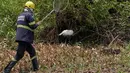 Seekor burung terluka ditemukan di daerah yang dikelilingi oleh kebakaran hutan di dekat Transpantaneira, negara bagian Mato Grosso, Brasil, Kamis, 16 November 2023. (AP Photo/Andre Penner)