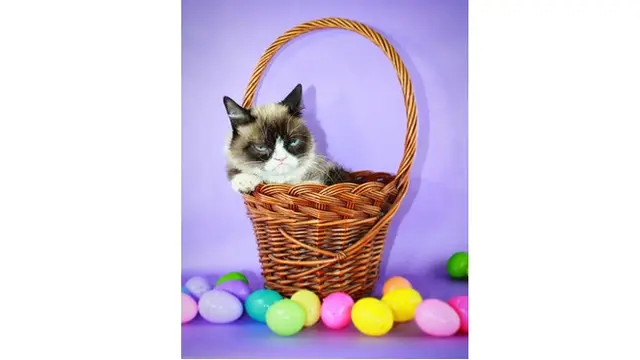 Grumpy Cat Si Selebgram Kucing Berwajah Galak Mati, Ini 7 Foto Ekspresinya