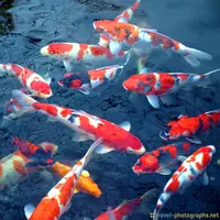 5 fakta menarik tentang ikan koi (foto: istimewa)