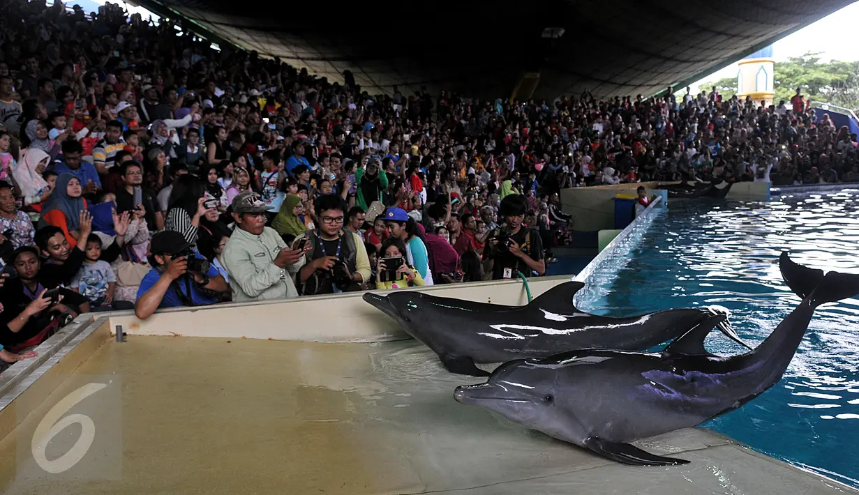 Sejumlah pengunjung mengabadikan gambar lumba-lumba di kawasan wisata Ancol, Jakarta, Senin (8/2). Dalam rangka liburan Imlek, Ancol menampilkan pertunjukan lumba-lumba berkolaborasi dengan barongsai untuk menghibur wisatawan. (Liputan6.com/JohanTallo)
