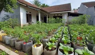 8 Rekomendasi Tanaman Sayur dan Buah yang Cocok Ditanam di Galon Bekas, Mudah Dirawat dan Panen Banyak