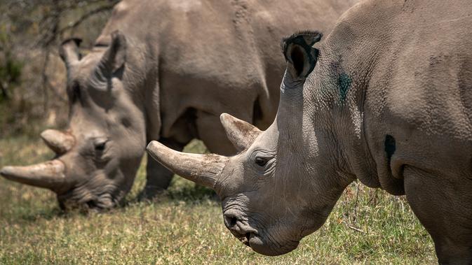 Dua badak betina putih, Fatu (19) dan Najin (30) merumput di kandang suaka margasatwa Ol Pejeta, 23 Agustus 2019. Para pakar hewan di Kenya berhasil mengambil telur-telur dari dua ekor badak putih yang masih tersisa di bumi, dalam upaya menyelamatkan spesies itu dari kepunahan. (AP/Ben Curtis)